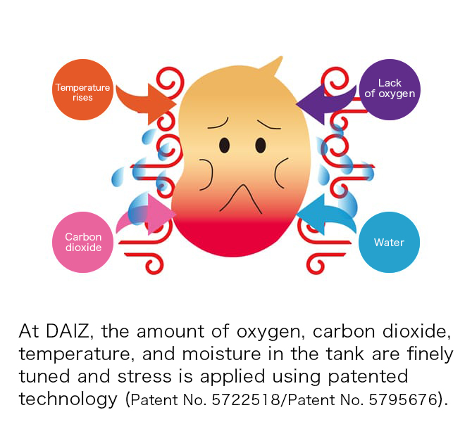 At DAIZ, the amount of oxygen, carbon dioxide, temperature, and moisture in the tank are finely tuned and stress is applied using patented technology (Patent No. 5722518/Patent No. 5795676).