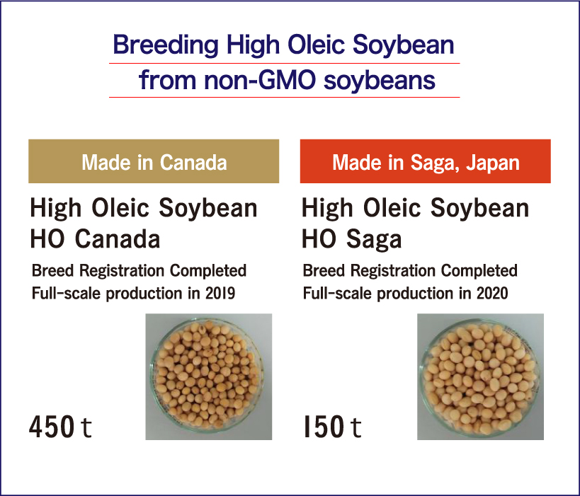 遺伝子組み換えでない大豆からオリーブ油 高オレイン酸大豆の育種