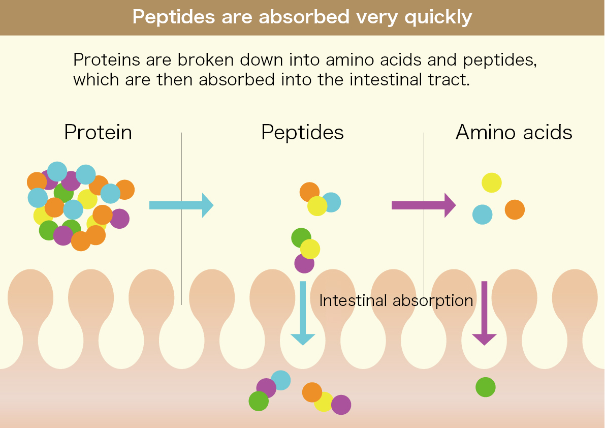 Peptides are absorbed very quickly